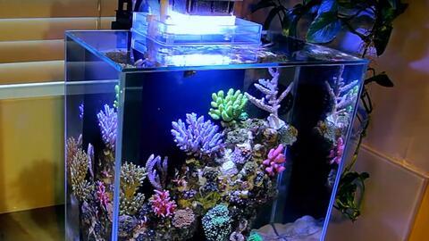 国产鱼缸养殖视频教程,轻松掌握水族养殖技巧