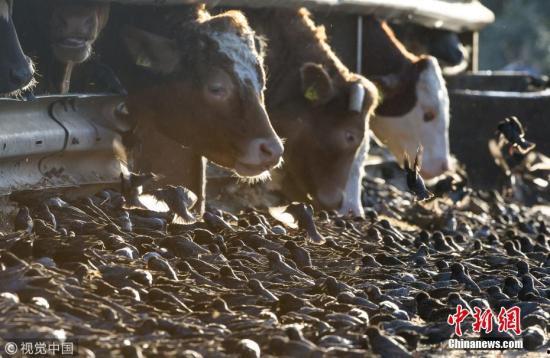 国产牛只吃饲料吗视频,从源头保障肉品品质